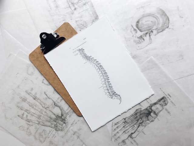 image de la colonne vertebrale sur la tablette