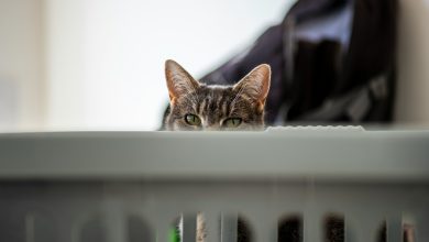 le chat regarde derriere le lit