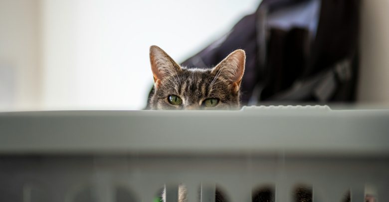 le chat regarde derriere le lit